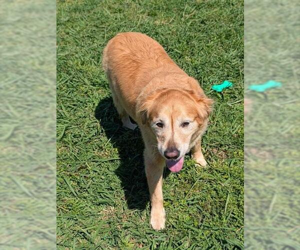 Medium Photo #1 Golden Retriever Puppy For Sale in Plano, TX, USA