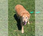 Small Golden Retriever