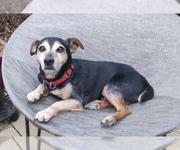 Medium Photo #1 Chihuahua-Unknown Mix Puppy For Sale in Cary, NC, USA