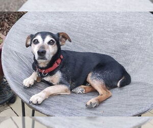 Chihuahua-Unknown Mix Dogs for adoption in Cary, NC, USA