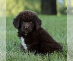 Small #1 Newfoundland