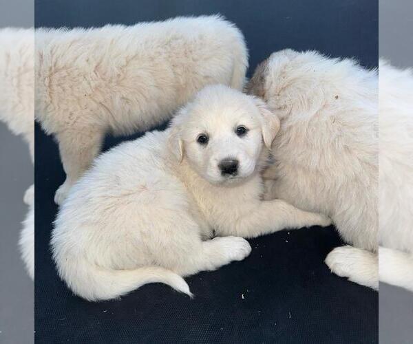 Medium Photo #6 Great Pyrenees Puppy For Sale in WAXHAW, NC, USA