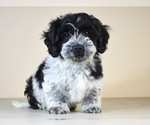 Small Photo #22 Cock-A-Tzu Puppy For Sale in SAN DIEGO, CA, USA
