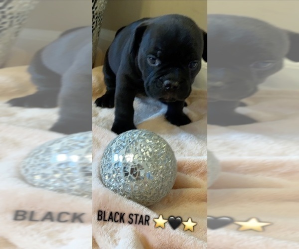 Medium Photo #2 American Bully Puppy For Sale in MIDDLETOWN, OH, USA