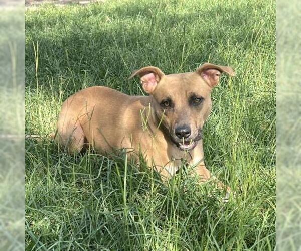 Medium Photo #2 Black Mouth Cur-Boxer Mix Puppy For Sale in Conroe, TX, USA