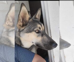 German Shepherd Dog-Huskies  Mix Dogs for adoption in Redding, CA, USA