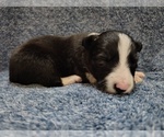 Small Photo #198 Border Collie Puppy For Sale in NORBORNE, MO, USA