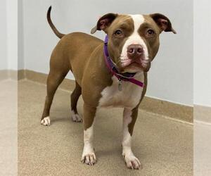 American Staffordshire Terrier Dogs for adoption in Aurora, CO, USA