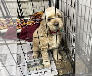 Cocker Spaniel Dogs for adoption in Mukwonago, WI, USA