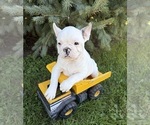 Leo - Male French Bulldog Puppy for Sale - Photo #4