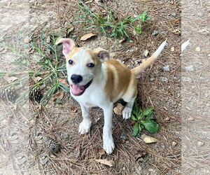 American Pit Bull Terrier-Unknown Mix Dogs for adoption in Calhoun, GA, USA