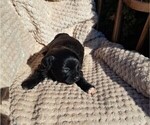 Small Photo #13 ShihPoo Puppy For Sale in CLARE, MI, USA
