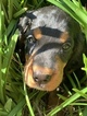 Small Photo #11 Gordon Setter Puppy For Sale in PADUCAH, KY, USA