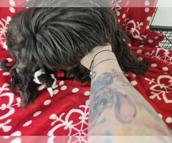 Medium Photo #1 Shih Tzu Puppy For Sale in SPRINGTOWN, TX, USA