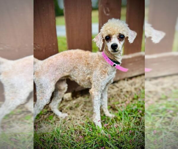 Medium Photo #1 Poodle (Toy)-Unknown Mix Puppy For Sale in Pacolet, SC, USA