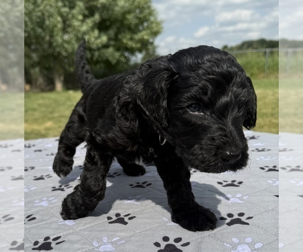 Medium Photo #5 Goldendoodle Puppy For Sale in HOWARD CITY, MI, USA