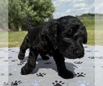 Small Photo #55 Goldendoodle Puppy For Sale in HOWARD CITY, MI, USA