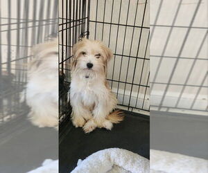 Mutt Dogs for adoption in Fairfax, VA, USA