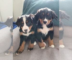 Bernese Mountain Dog Puppy for sale in WOODVILLE, WI, USA