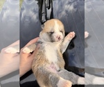 Small Photo #1 Akita Puppy For Sale in ARLINGTON, TX, USA