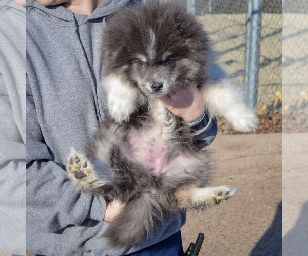 Medium Photo #3 Pomsky Puppy For Sale in Huntley, IL, USA