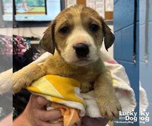 Retriever -Unknown Mix Dogs for adoption in Washington, DC, USA