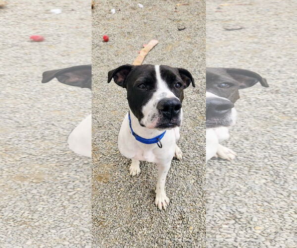 Medium Photo #12 Lab-Pointer Puppy For Sale in Rockaway, NJ, USA