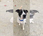 Small #11 Lab-Pointer