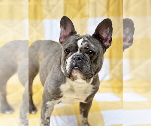 French Bulldog Dogs for adoption in Spring Lake, NJ, USA