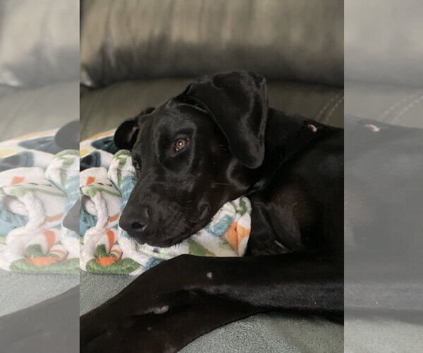 Medium Photo #15 Doberman Pinscher Puppy For Sale in Buffalo, MN, USA