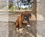 Small #6 Boxer