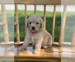 Small Photo #24 Goldendoodle Puppy For Sale in MARYVILLE, MO, USA