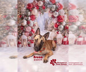 German Shepherd Dog-Unknown Mix Dogs for adoption in Riverside, CA, USA