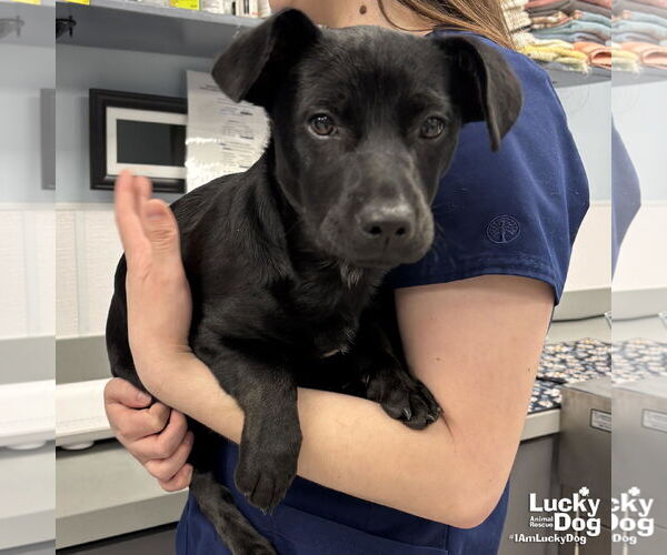 Medium Photo #3 Dachsador Puppy For Sale in Washington, DC, USA