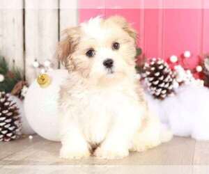 Mal-Shi Puppy for sale in MOUNT VERNON, OH, USA