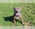 Small #5 American Pit Bull Terrier