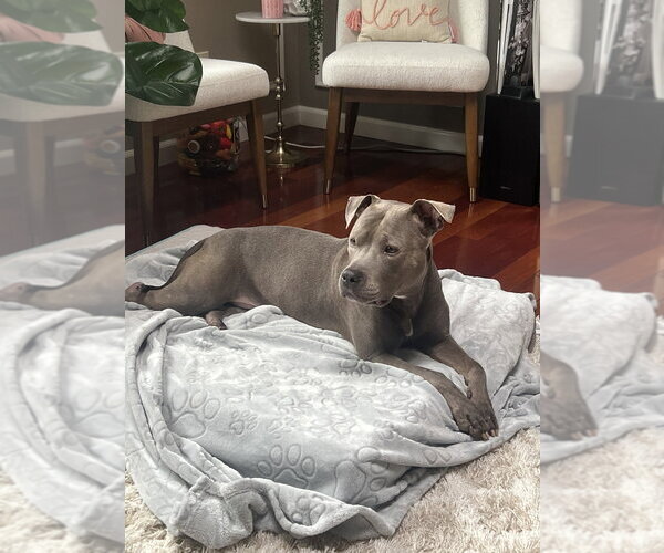 Medium Photo #1 American Staffordshire Terrier-Unknown Mix Puppy For Sale in Brewster, NY, USA
