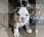 Small Photo #16 Bulldog Puppy For Sale in STEUBENVILLE, OH, USA