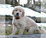 Small #1 Golden Retriever