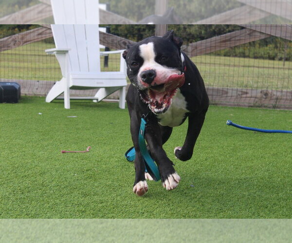 Medium Photo #2 American Bulldog Puppy For Sale in Chestertown, MD, USA