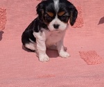 Small Photo #5 Cavalier King Charles Spaniel Puppy For Sale in GOSHEN, IN, USA