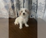 Small #2 Morkie