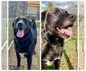 Labrador Retriever-Unknown Mix Dogs for adoption in Center Township, PA, USA