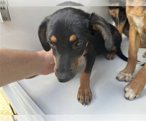 Miniature Pinscher-Unknown Mix Dogs for adoption in Houston, TX, USA