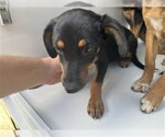 Small Miniature Pinscher Mix