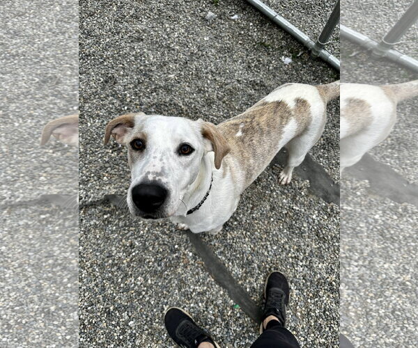 Medium Photo #3 Mutt Puppy For Sale in Rockaway, NJ, USA