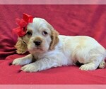 Small Photo #5 Cocker Spaniel Puppy For Sale in LANCASTER, PA, USA