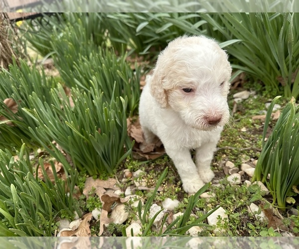 Medium Photo #5 Poodle (Standard) Puppy For Sale in MUSKOGEE, OK, USA