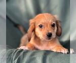 Small #4 Dachshund Mix