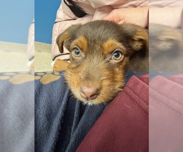 Medium Photo #6 Jack Russell Terrier-Unknown Mix Puppy For Sale in St. Louis Park, MN, USA